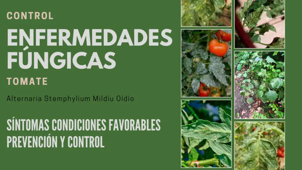 Enfermedades fúngicas del tomate