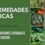 Enfermedades fúngicas del tomate