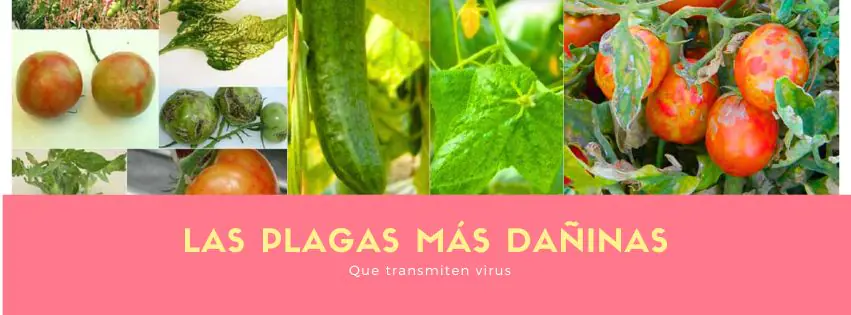 las plagas más dañinas