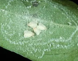 mosca blanca algodonosa