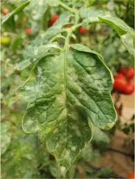 oidio en tomate