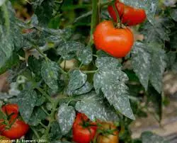 Oidio en tomate