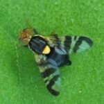 rhagoletis cerasi