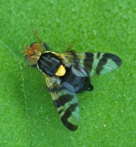 rhagoletis cerasi