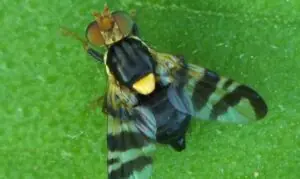 rhagoletis cerasi