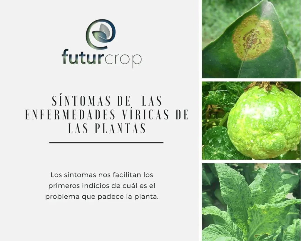 sintomas de las enfermedades vegetales