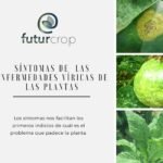 sintomas de las enfermedades vegetales