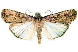 spodopteara exigua