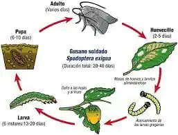 Ciclo biológico de Spodoptera exigua
