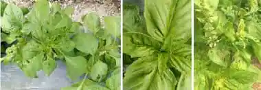 daños de spodoptera exigua