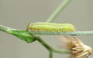 spodoptera exigua