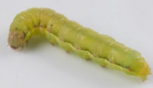larva spodoptera exigua