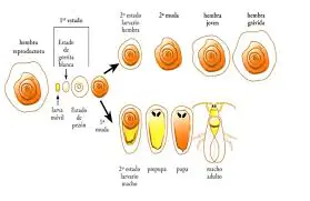 Ciclo de vida Aonidiella aurantii