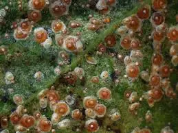 aonidiella aurantii 1