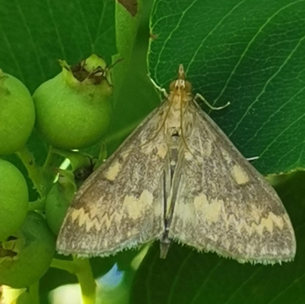 Ostrinia nubialis