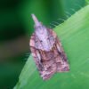 Platynota idaeusalis