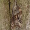 Platynota idaeusalis - Image 2