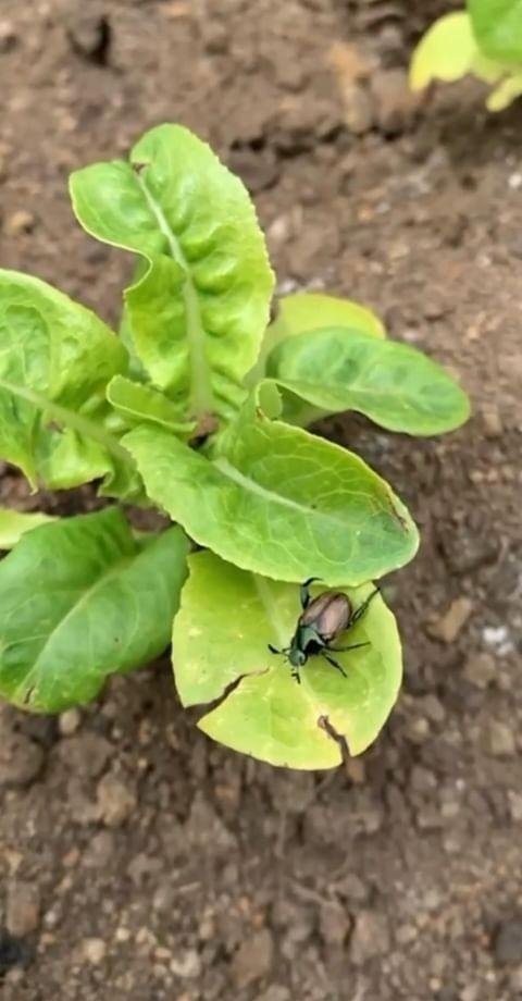 Popilia japonica