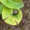 Popillia japonica