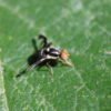 Rhagoletis pomonella