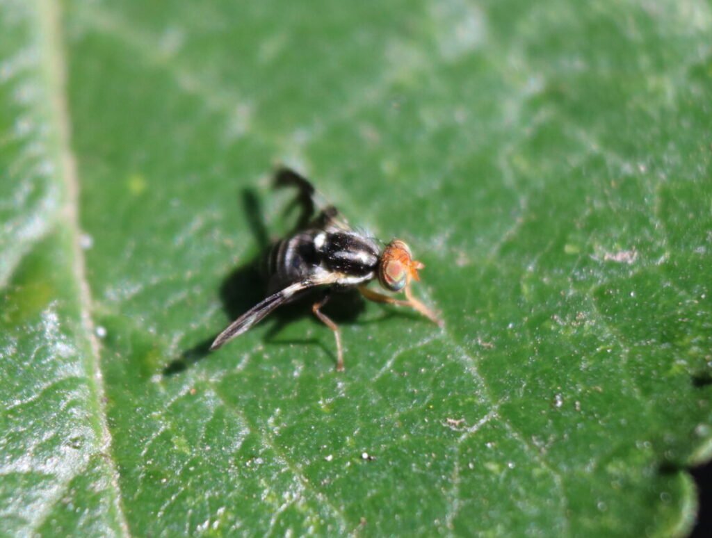 Rhagoletis pomonella