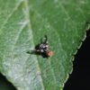 Rhagoletis pomonella - Image 3