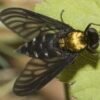 rhagoletis pomonella