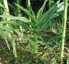 virus del enanismo rugoso