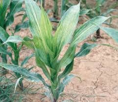 virus mosaico enanizante