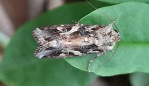 Spodoptera litura