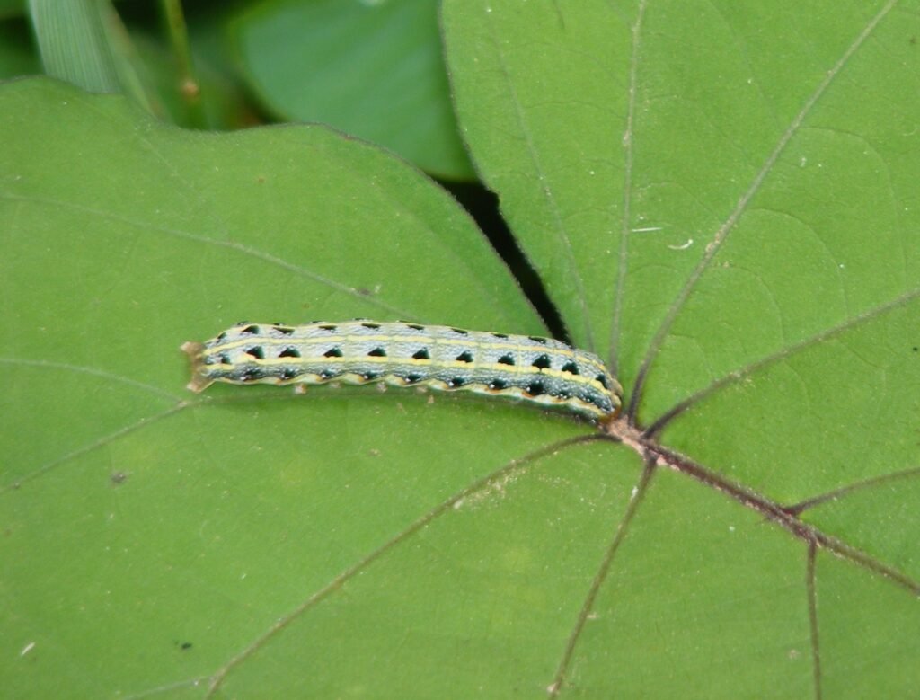 Spodoptera litura