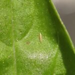Thrips tabaci