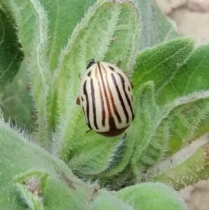 Zygogramma exclamationis