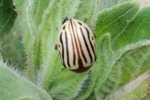 Zygogramma Exclamationis