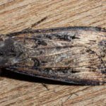 Agrotis ipsilon
