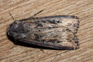 Agrotis ipsilon