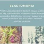 blastomania