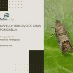 control preventivo de cydida pomonella