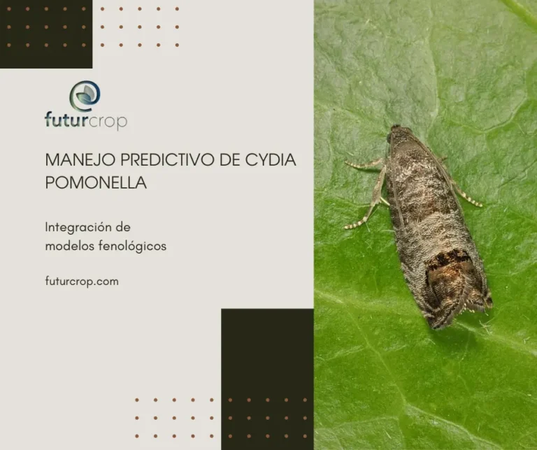 control preventivo de cydida pomonella