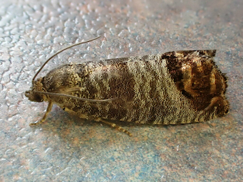 Adulto de Cydia pomonella