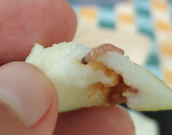 Larva de Cydia pomonella