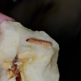 Larva de Cydia pomonella