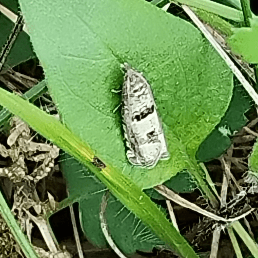 Adulto de Cydia pomonella