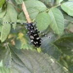 Anoplophora chinensis