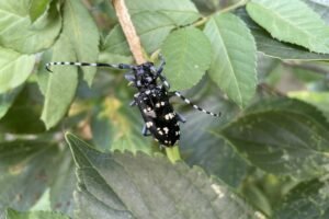 Anoplophora chinensis