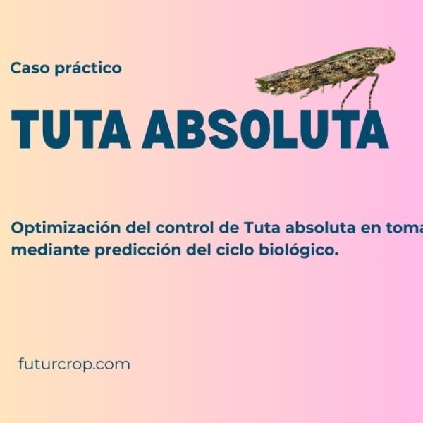 caso practico tuta absoluta