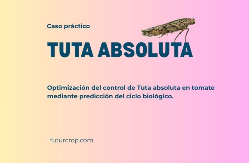 caso practico tuta absoluta