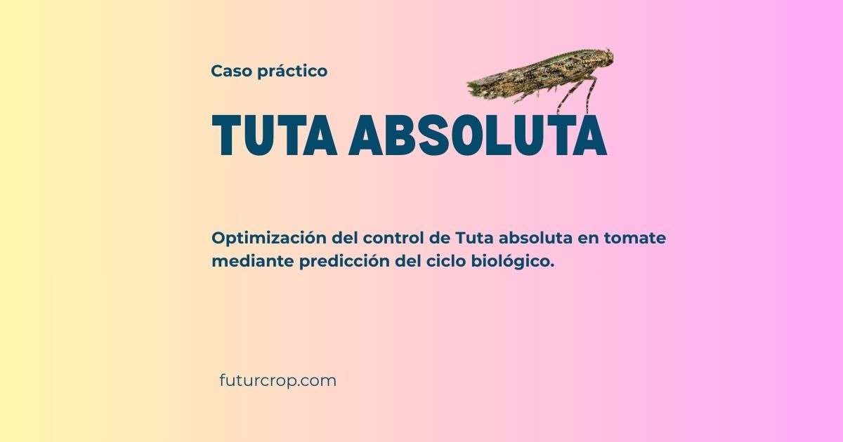 caso practico tuta absoluta