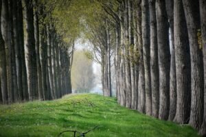 Plagas de forestales y ornamentales