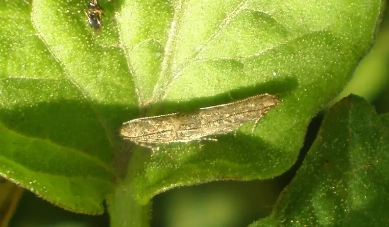 Tuta absoluta